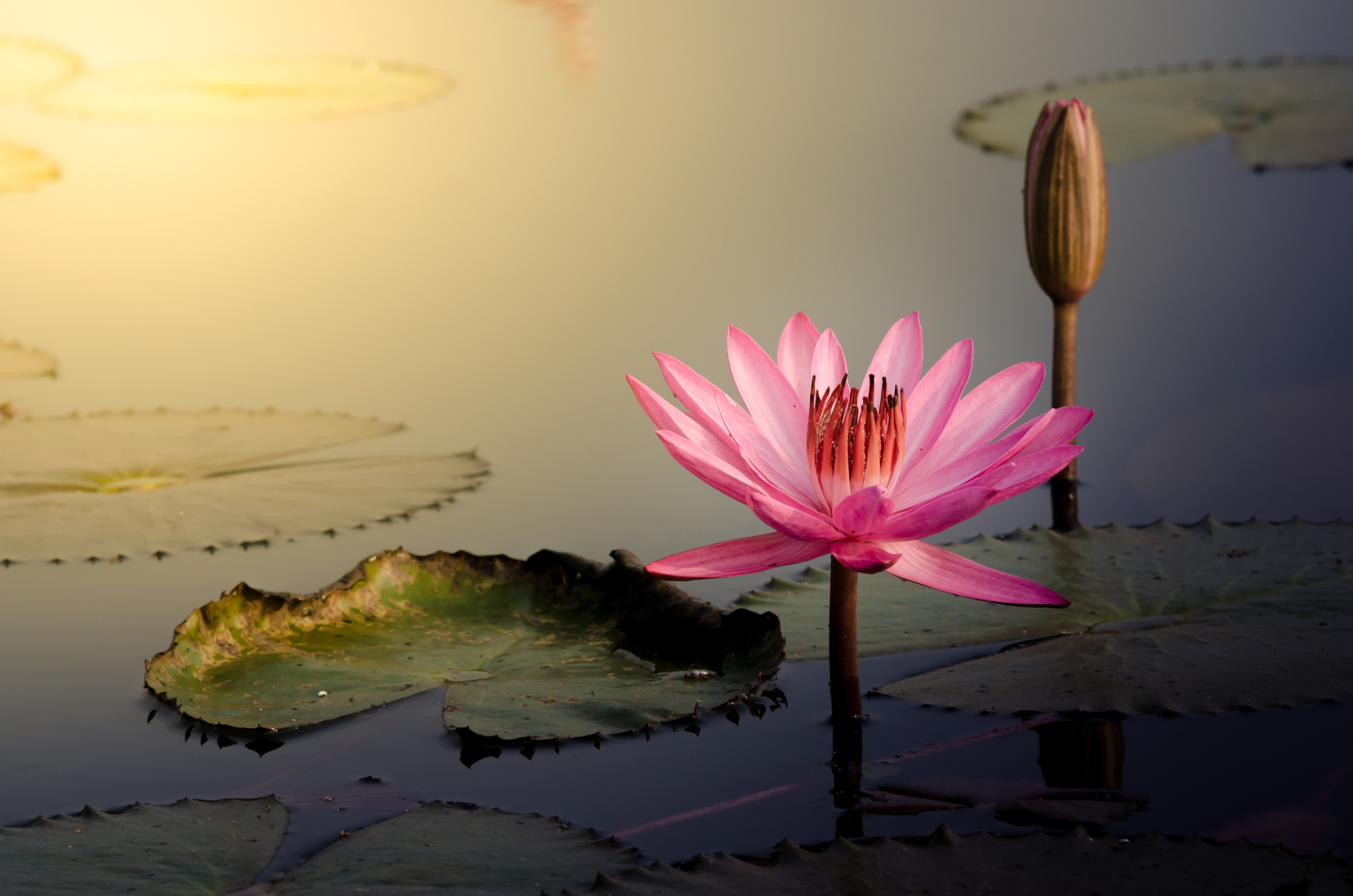 The Pink Lotus Flower in the moring